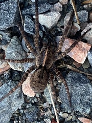 Tigrosa georgicola