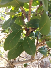 Syzygium guineense