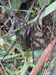 Tigrosa georgicola