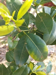 Syzygium guineense