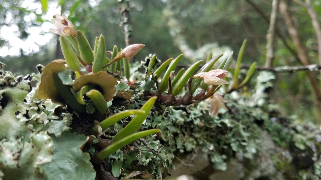 Homalopetalum pachyphyllum