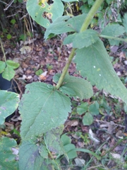 Eupatorium pubescens