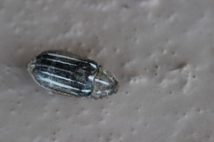 Polyphylla decemlineata