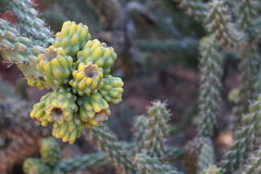 Cylindropuntia whipplei