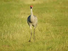 Antigone canadensis pratensis