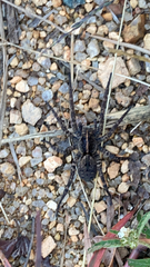 Tigrosa georgicola