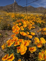 Eschscholzia californica