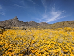 Eschscholzia californica