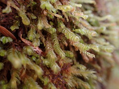 Plagiochila