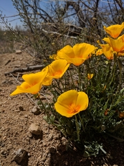 Eschscholzia californica