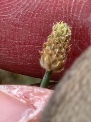 Eleocharis geniculata