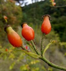 Rosa micrantha