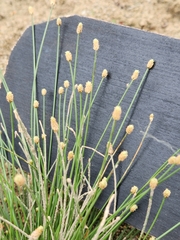 Eleocharis geniculata