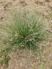 Eleocharis geniculata