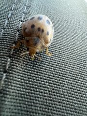 Epilachna tredecimnotata