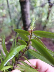 Podocarpus