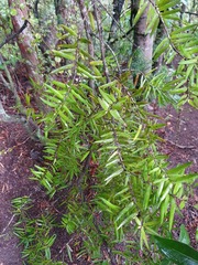 Podocarpus