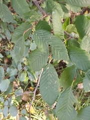 Ulmus minor