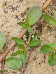 Bacopa monnieri