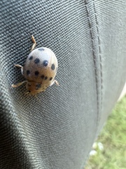 Epilachna tredecimnotata