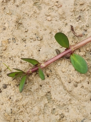 Bacopa monnieri