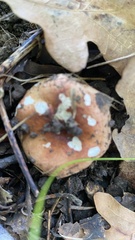 Russula amoenolens