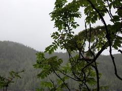Sorbus scopulina