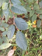Ulmus minor