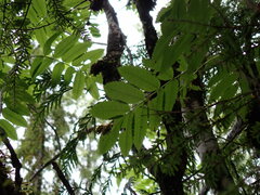 Sorbus scopulina