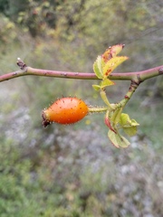 Rosa micrantha