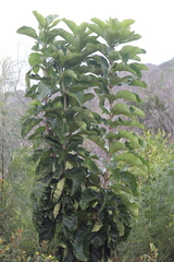 Deplanchea tetraphylla