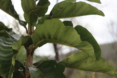Deplanchea tetraphylla