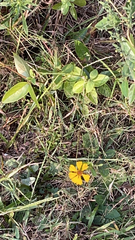 Thelesperma filifolium