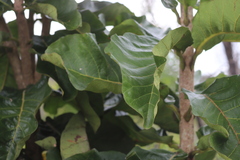 Deplanchea tetraphylla