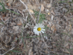 Erigeron modestus