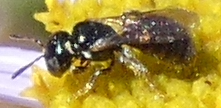 Ceratina