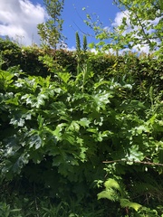 Acanthus mollis