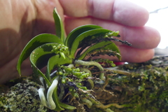 Drymoanthus adversus