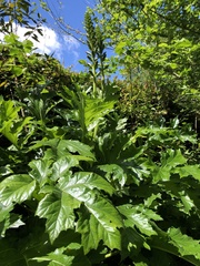 Acanthus mollis