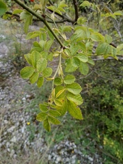 Rosa micrantha