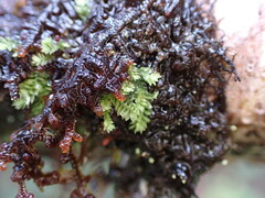Douinia ovata