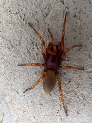 Dysdera