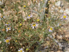 Ceratina