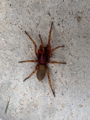 Dysdera