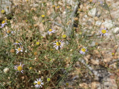 Ceratina