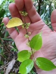 Geniostoma ligustrifolium