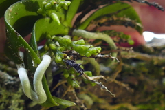 Drymoanthus adversus