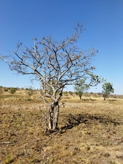 Combretum zeyheri