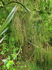 Dacrydium cupressinum