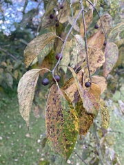 Celtis occidentalis